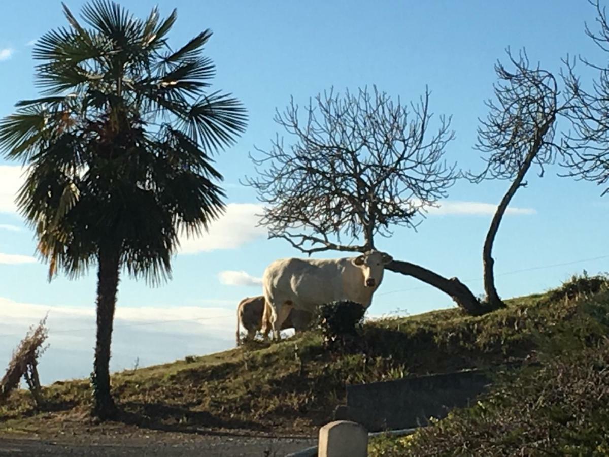 Les Gites De La Maison Bleue D'Estialescq Kültér fotó